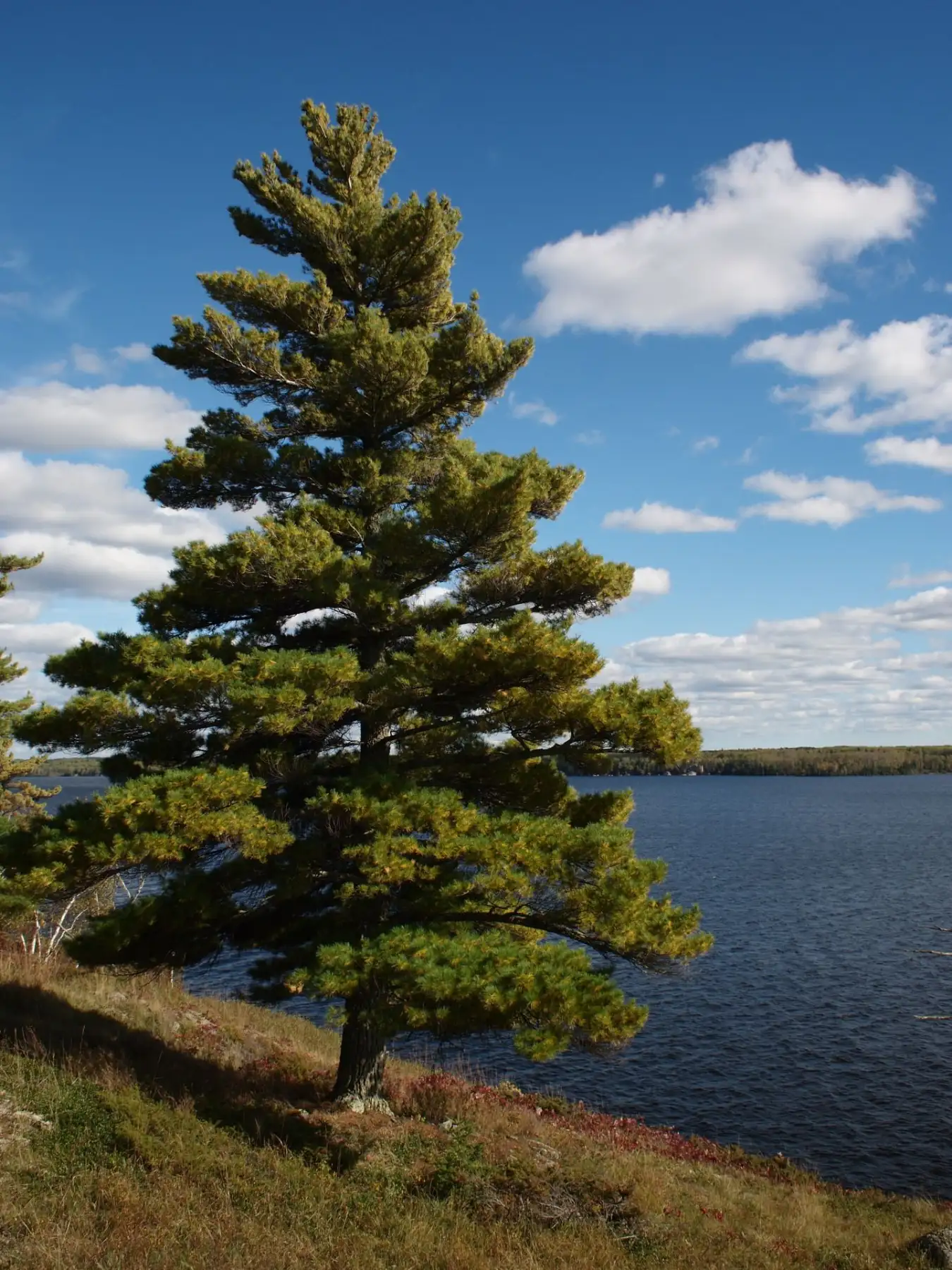 Sourcing Local, Building Smarter: The Environmental Advantage of Eastern White Pine